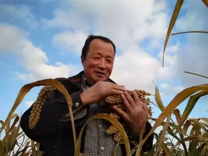 夏日没胃口？一碗米脂小米粥，瞬间开胃又养颜！