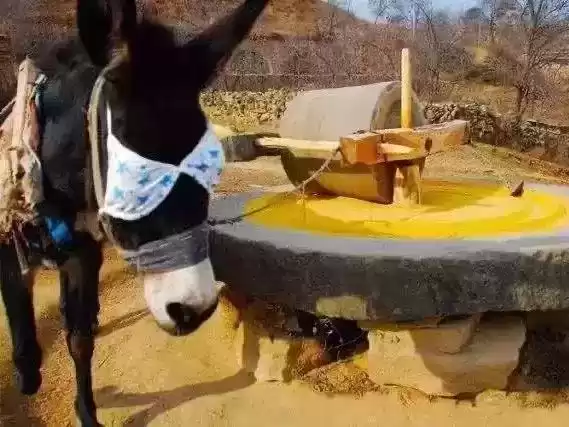 夏日没胃口？一碗米脂小米粥，瞬间开胃又养颜！