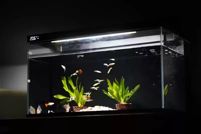 当贝智能鱼缸 1 Ultra：AI养鱼革命，新手秒变大师！