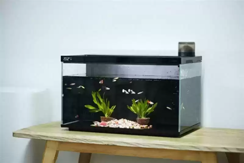 当贝智能鱼缸1 Ultra评测：AI养鱼革命，新手秒变养鱼达人！