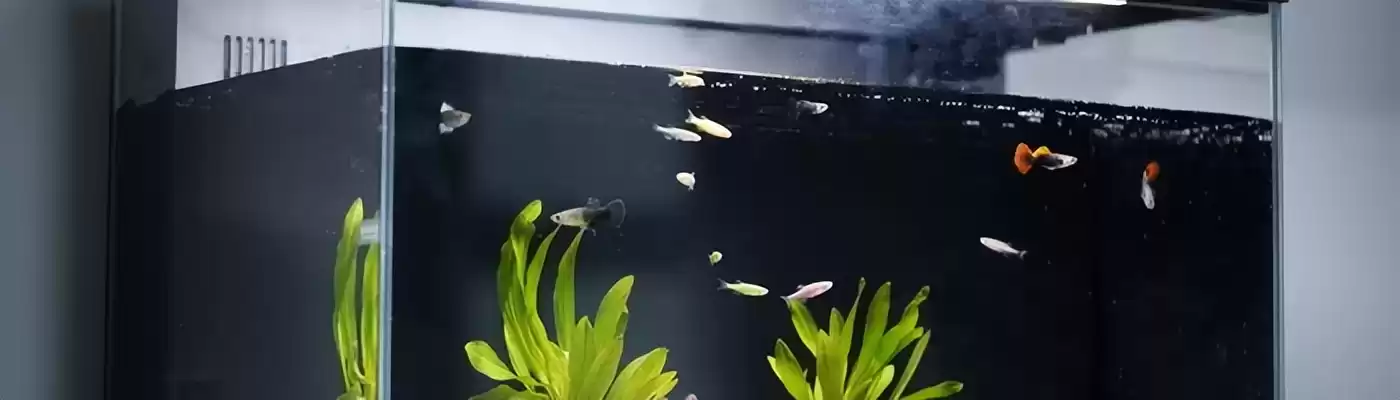 当贝智能鱼缸1 Ultra评测：AI养鱼革命，新手秒变养鱼达人！