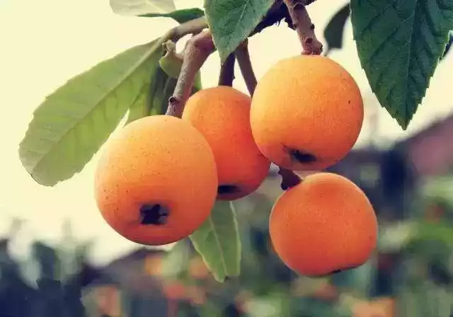 引爆全网！市长直播带货，福清枇杷创下销售奇迹